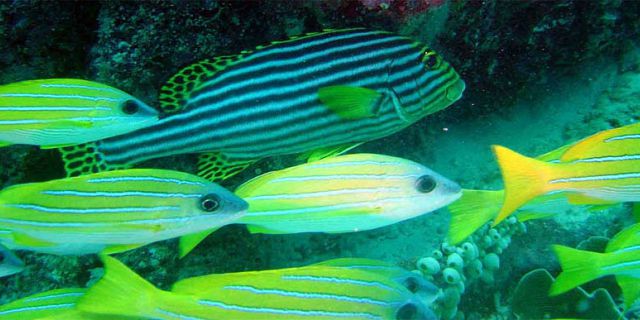 PADI Discovery Initiation diving in mauritius (9)